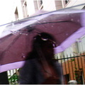 vv parapluie mauve 20080707