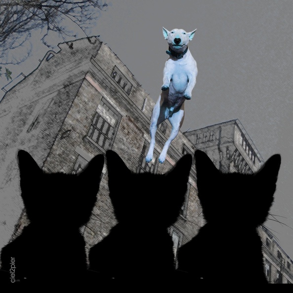 Le chien blanc saute devant les 3 chats de mars.jpg