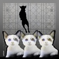 Les 3 chats de mars observent le chien blanc.jpg