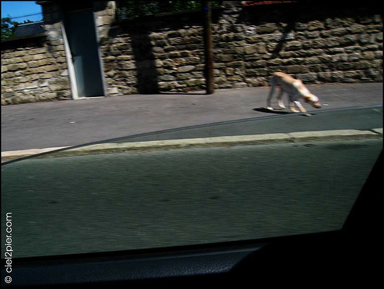 vv_chien_20080722.jpg