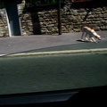 vv chien 20080722