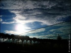 vv ciel et arbres 20080708