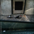 vv pigeons periph 20080610