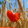 etf coq05