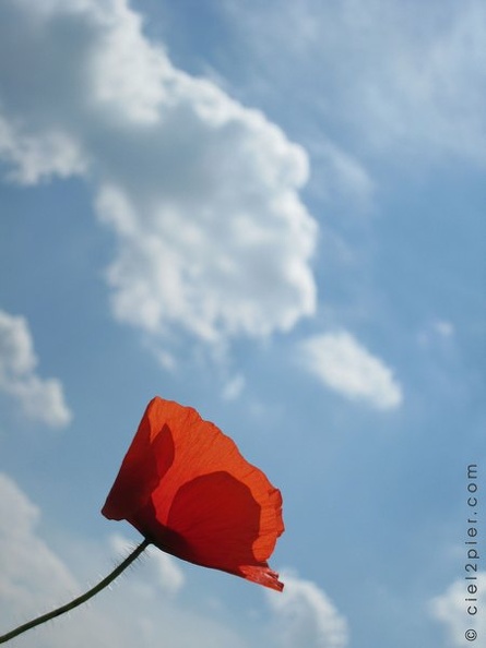 etf_coquelicot.jpg