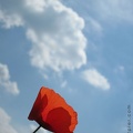 etf coquelicot